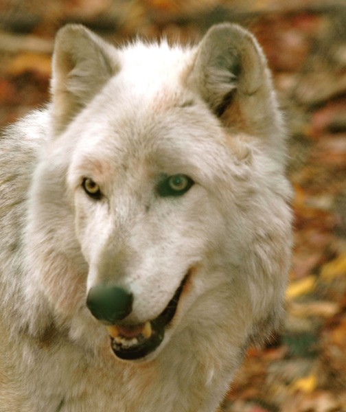 Arctic Wolf