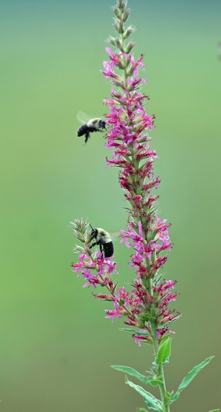  Bumble Bee heaven