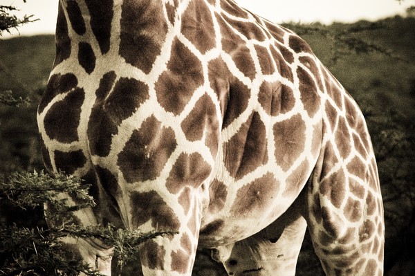 Giraffe Abstract
