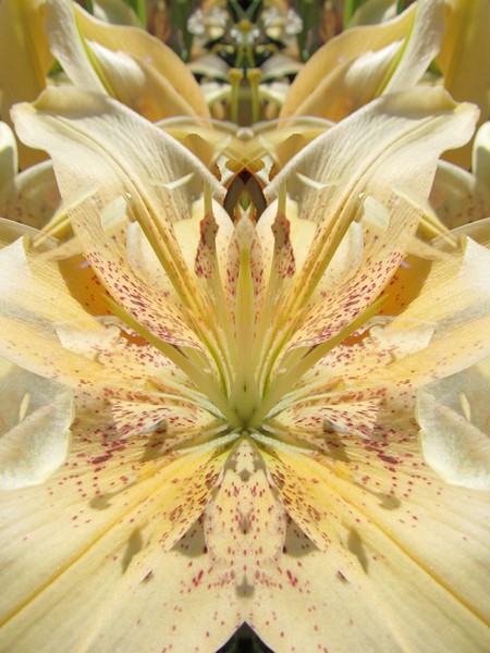 Lily Fantasy