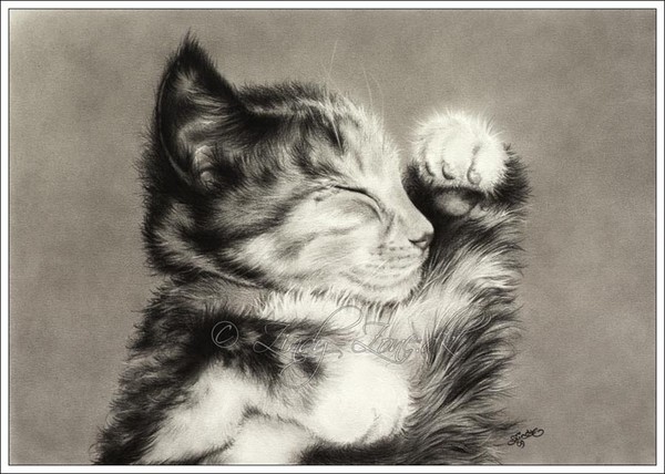 Sweet Dreams Little Kitten