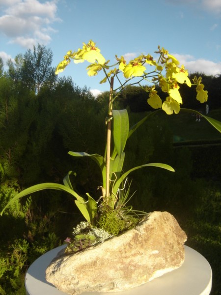 planta na pedra