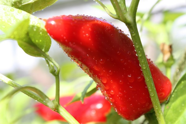 Chilli 