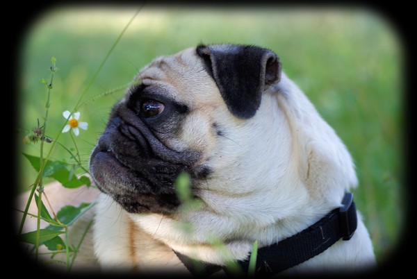 Pug Antics