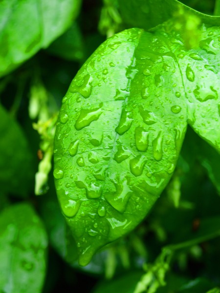 The leaves