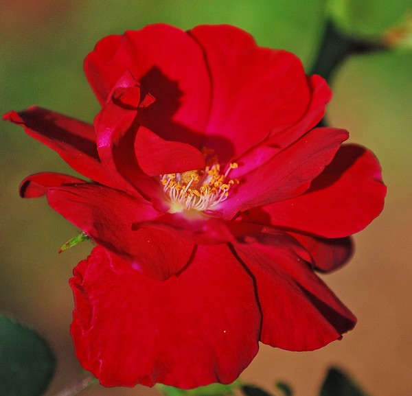 Red Rose