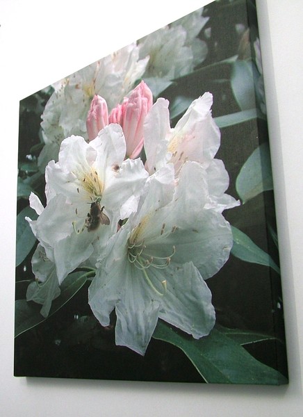 Rhododendron 3 with Bee