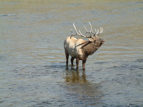 During the Rut