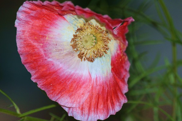 LOVE BLOOMS