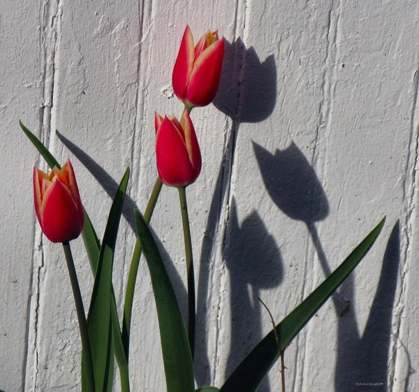 Reflection of Spring 2