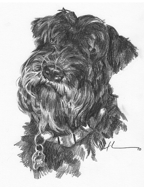 wp-lg scottie drawing