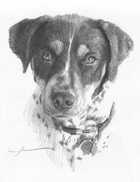 spotted dog drawing mike theuer