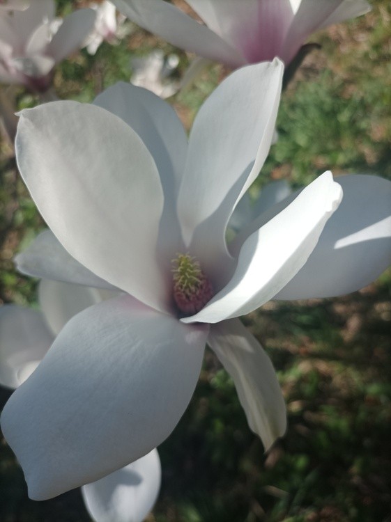 Magnolia 