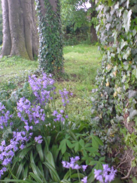 Bluebell Woods