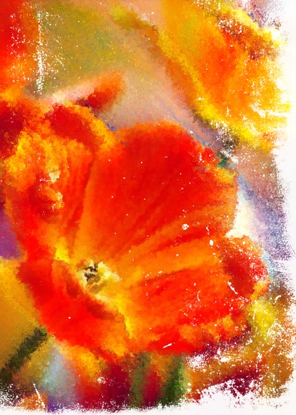 Orange Flower