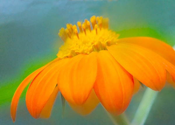 Evening Orange