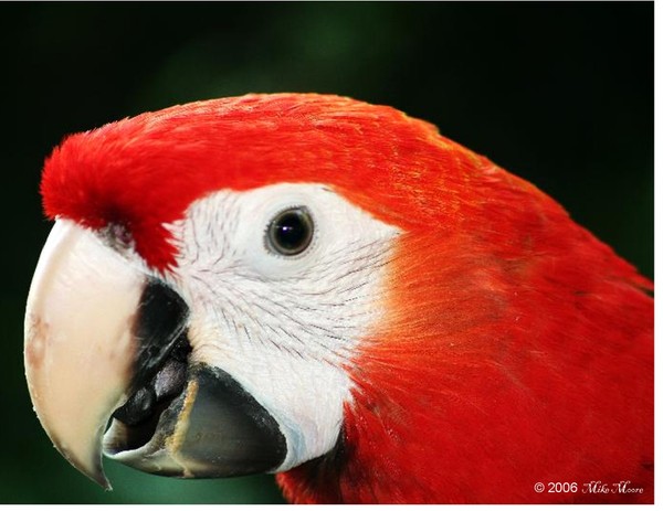 RED HEAD