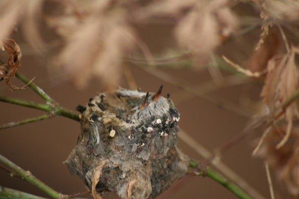 BABY HUMMERS