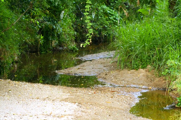 Rainforest Oasis