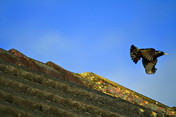 Roof Top Fly-by