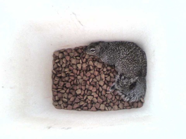 Sneaky lil Squirrel