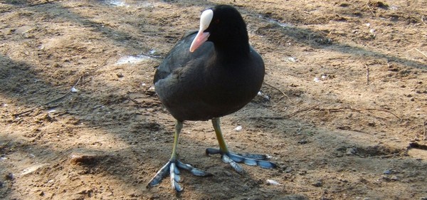 Coot