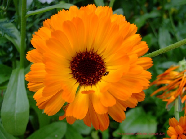 The Sun Beetle