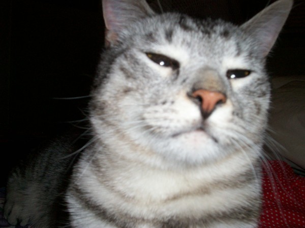 Oliver close up