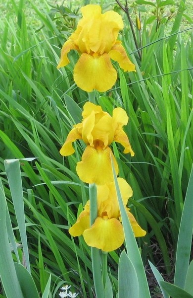 Iris springtime