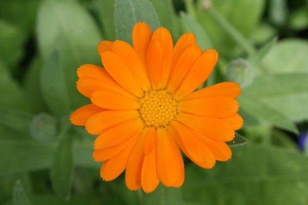 orange beauty