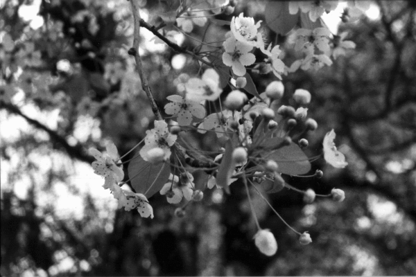 TreeBloss