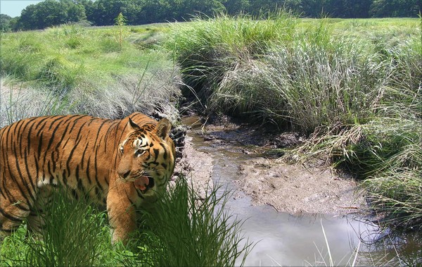 1096-Bengal Swamp Hole