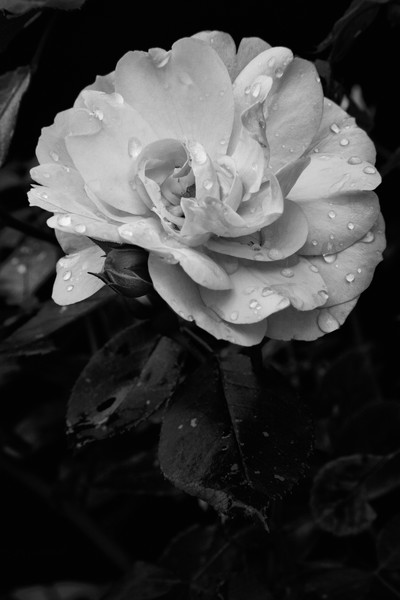 B/W Rose 2