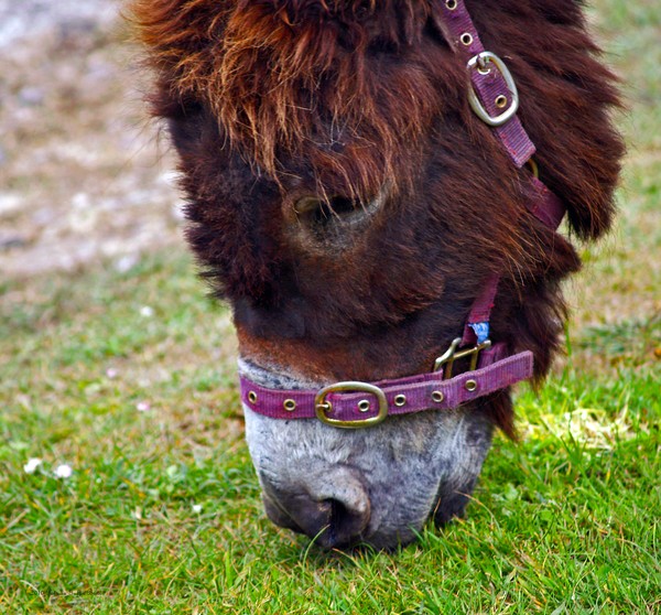 Enjoying the Sweet Irish Grass-fine art print