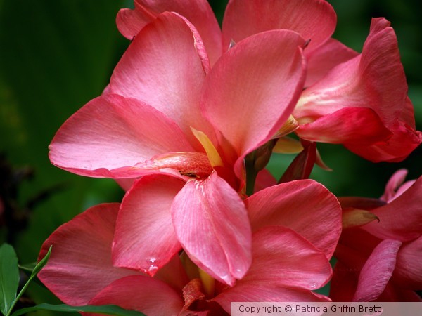 Pink Canna