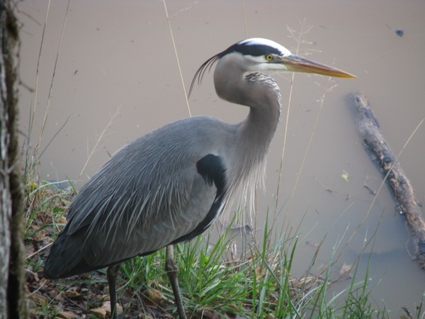 Great Blue Heron