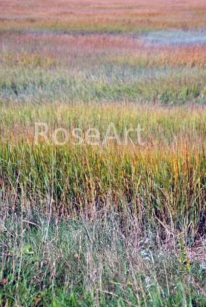 Marsh Grass in the Fall