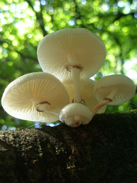 Mushrooms 3