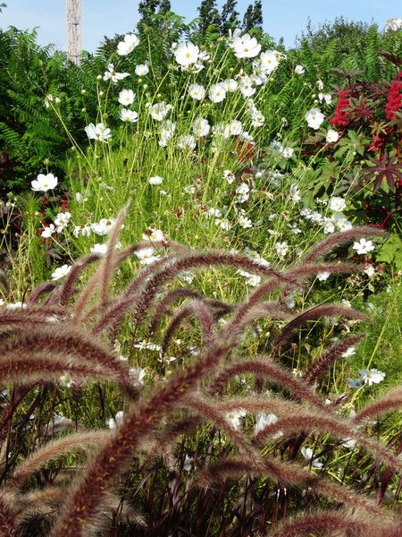 field flowers