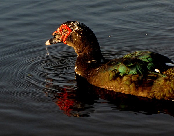 Muscovy Duck