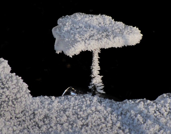 Shroom!