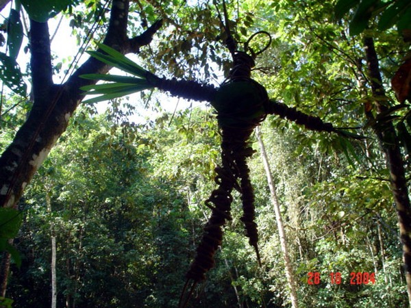 man in tree
