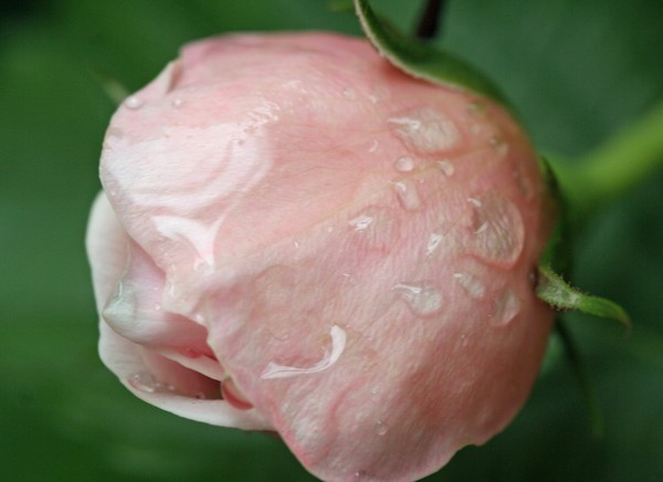 Jamie's Rose 1997