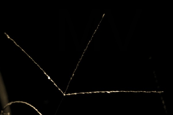 grassenjoyingrain