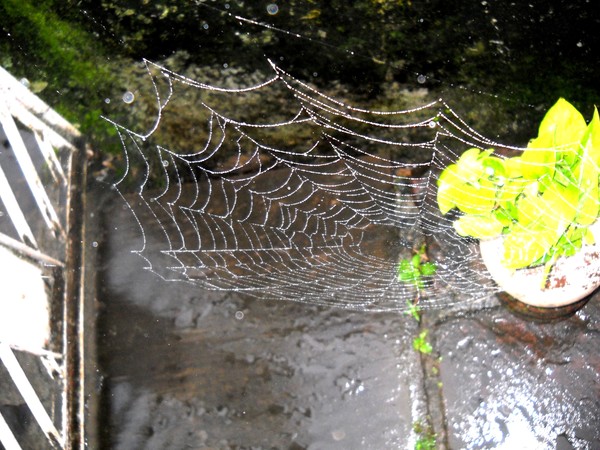 Spiderweb-vision in sun light