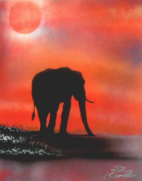 Evening Glory