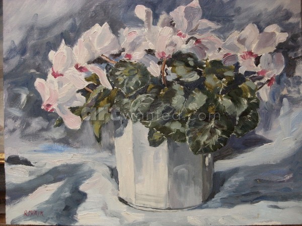 Cyclamen in white pot