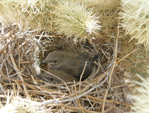 Waiting To Leave the Nest