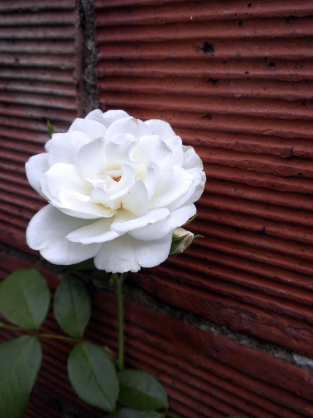 urban rose