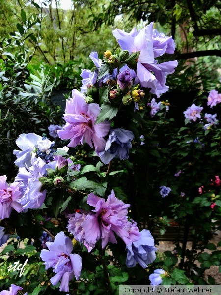 Garden pleasure